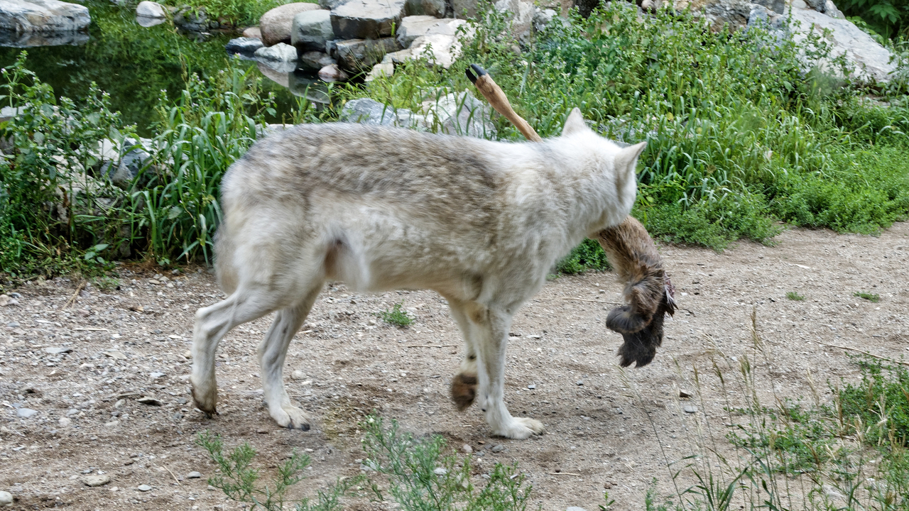 20190807-120615•International Wolf Center•Ely•Minnesota•USA